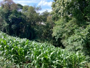 TERRENO - LOTEAMENTO MINOZZO - SO CRISTOVO